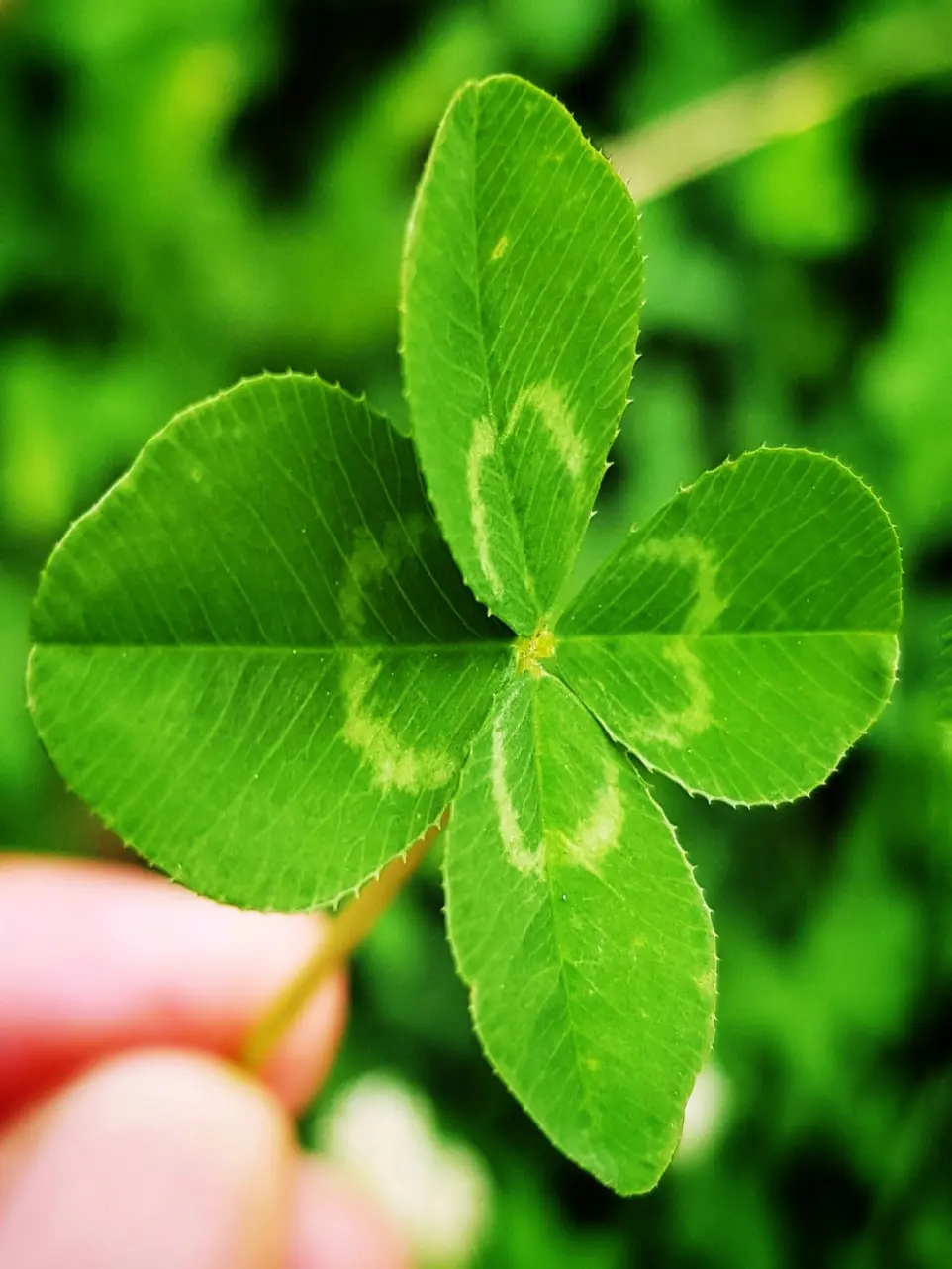a person holding a four leaf clover in their hand